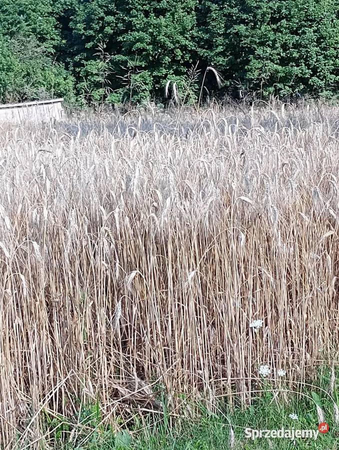 Pszenżyto trisol tegoroczne Jastrzębska Wola
