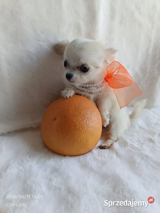 Chihuahua xxs dziewczynka suczka dlugowlosa Zwierzęta