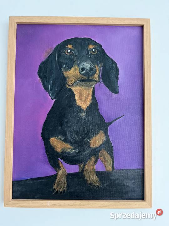 Obraz pieska Jamnik na fioletowym tle 3040 olej Obrazki i obrazy Świebodzin