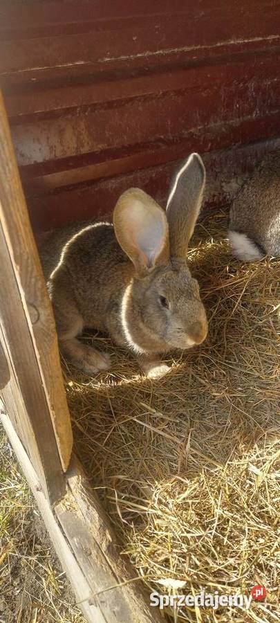 Króliki hodowlane Dąbrowa Górnicza