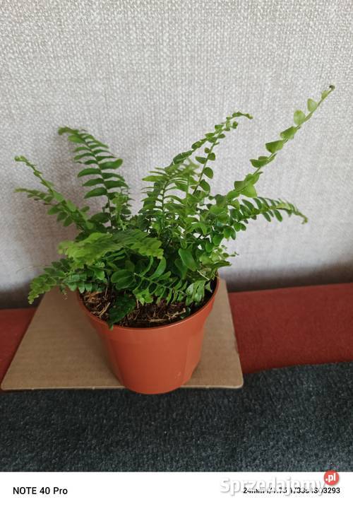 Roślina doniczkowa paprotka bostońska Łódź sprzedam