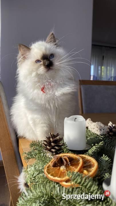 Gotowe do odbioru Ragdoll FPL śląskie Katowice