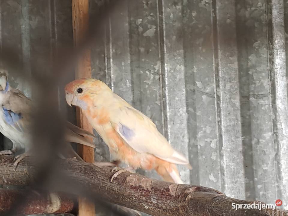 Sprzedam papugi rozella Sochaczew sprzedam