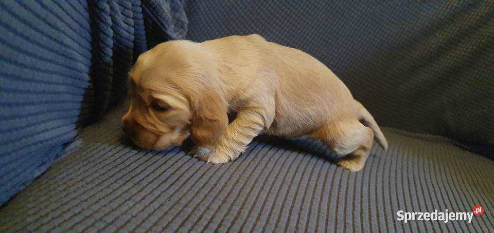 Cocker Spaniel Angielski suczka mazowieckie