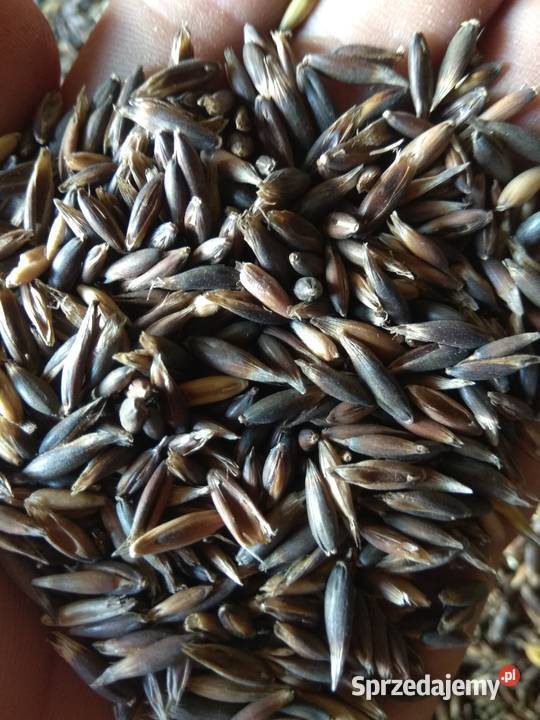 Owies czarny gniady Niepla