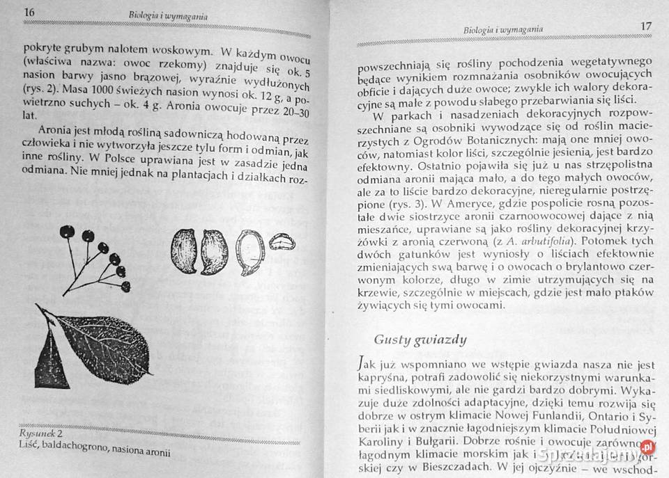 Aronia czarnoowocowa Zbigniew Laurow
