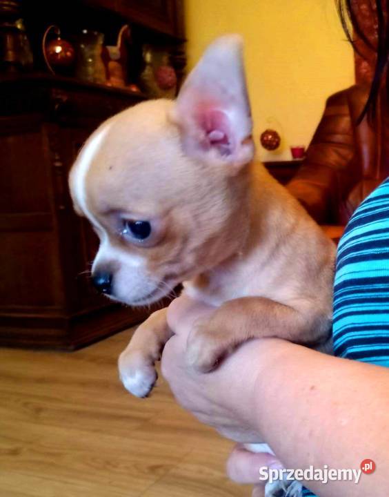 Chihuahua piesek biały i brązzowy Jasienica Dolna