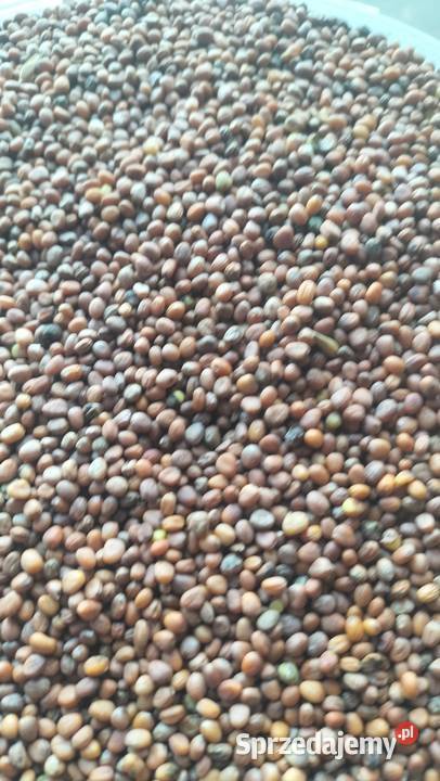 Rzodkiew oleista Łagów sprzedam