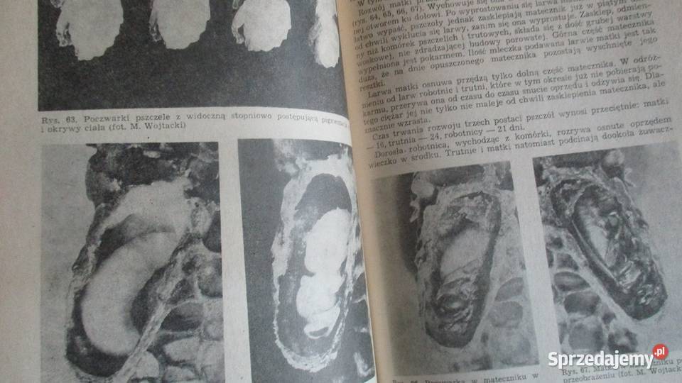 Hodowla pszczół Encyklopedia pszczelarska