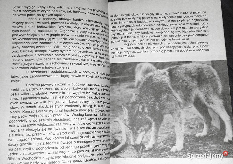 Pies czy wilk Krystyna Chwedeńczuk Chełm sprzedam