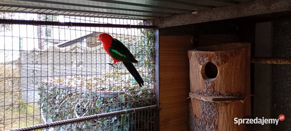 Szkarłatka królewska Rybnik