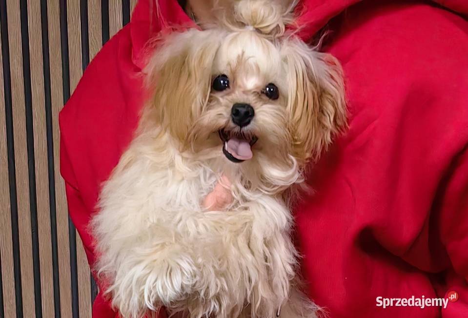 Maltipoo F1 biszkoptowy chłopczyk drobniutki Sulejówek