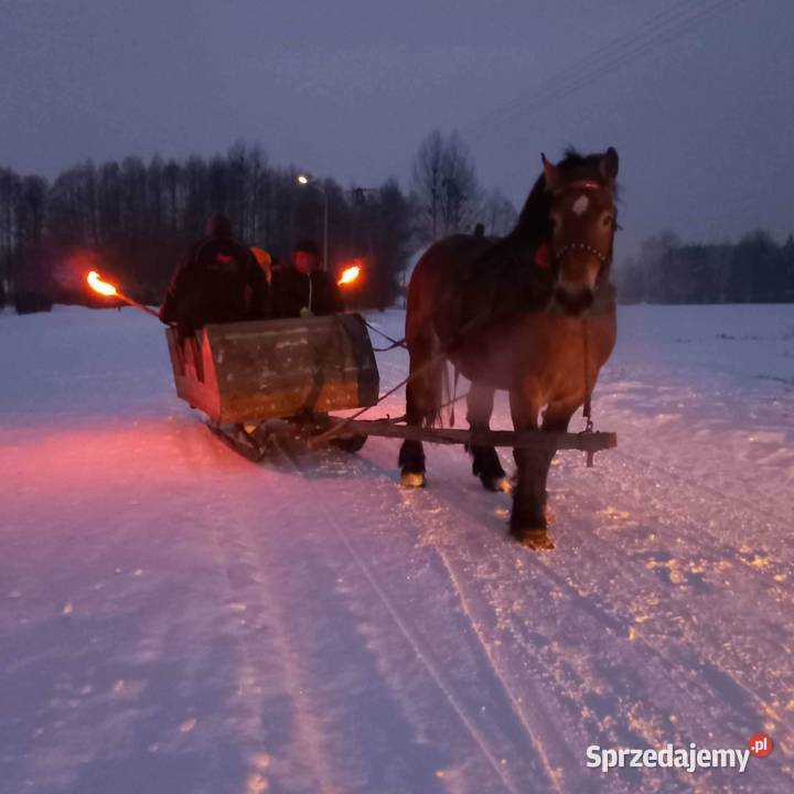 Ogier zimnokrwisty Sykulski Bekiesza
