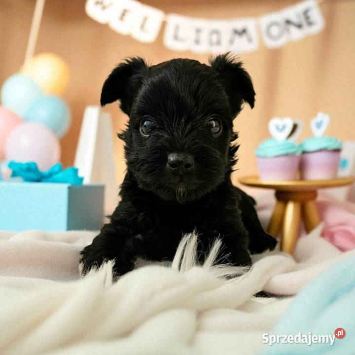 Czarny York Nie wybarwi się Umowa Rodowód Chip Opole