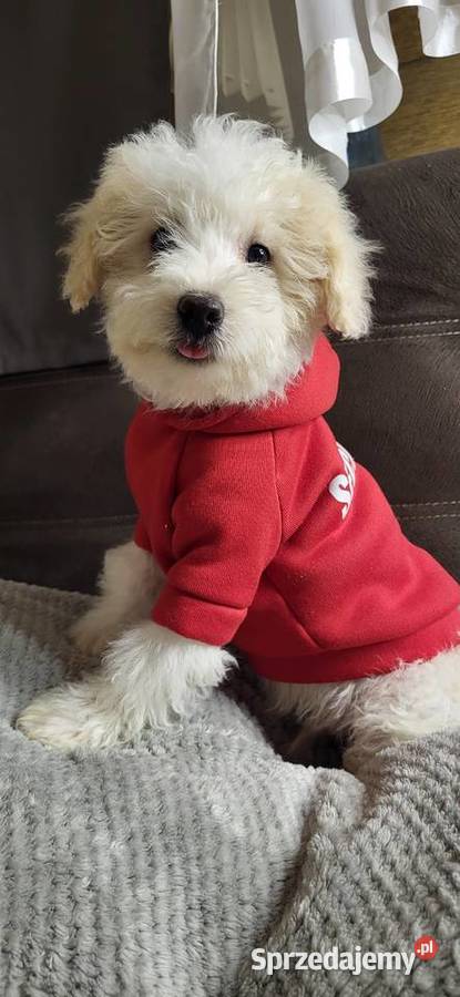 MALTIPOO PIESEK Pozostałe świętokrzyskie Kielce