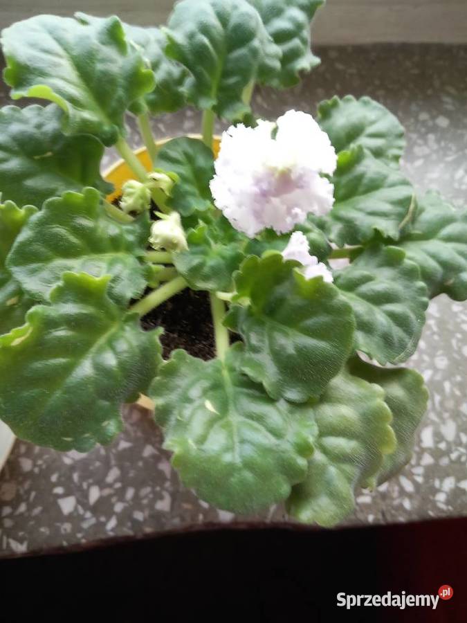 Fiołek kolekcjonerski zaczyna kwitnienie 15 02 Kwitnące śląskie Sosnowiec