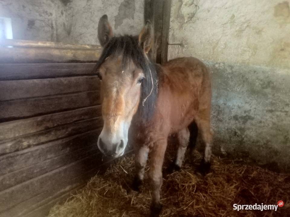 Ogier zimnokrwisty 2letni Piórków