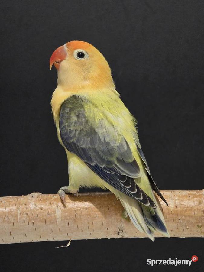 Nierozłączki Fischer młode do oswojenia I łódzkie