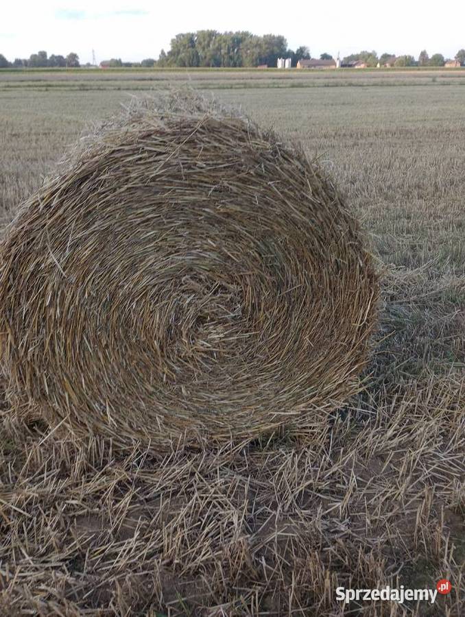 Słoma pszenna okrągłe bele Wola Zdakowska