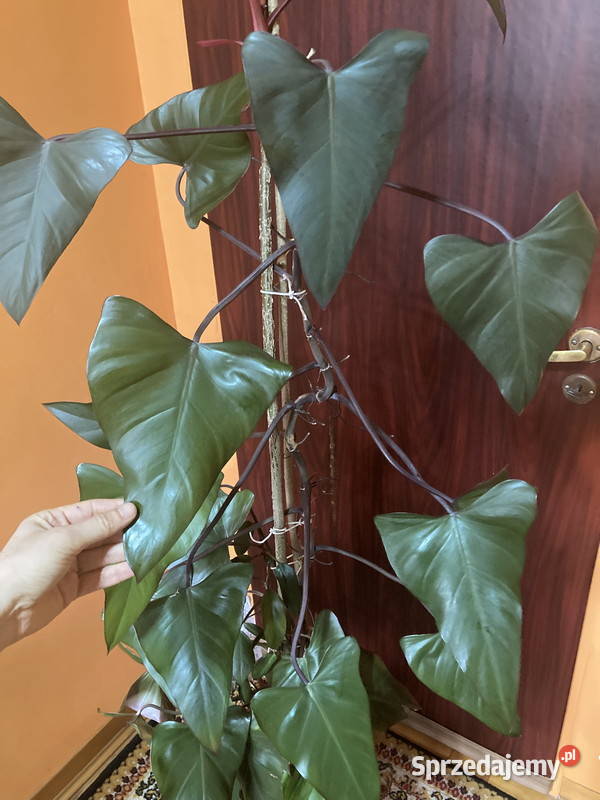 Piękny filodendron Philodendron King of Spades sprzedam