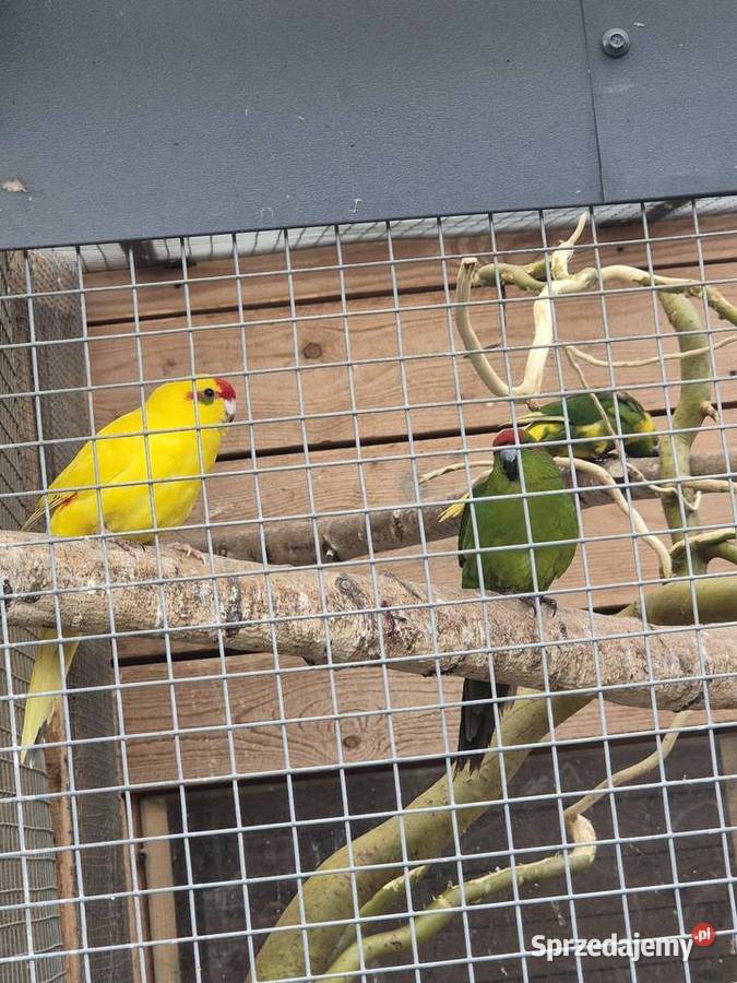 Papugi Ptaki Połchowo