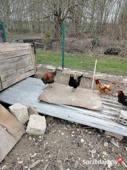 Indyki i koguty lubelskie Łęczna