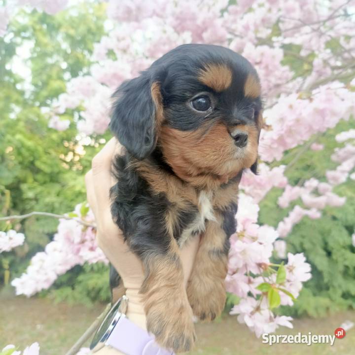Cudny Cavalier King Charles Spaniel