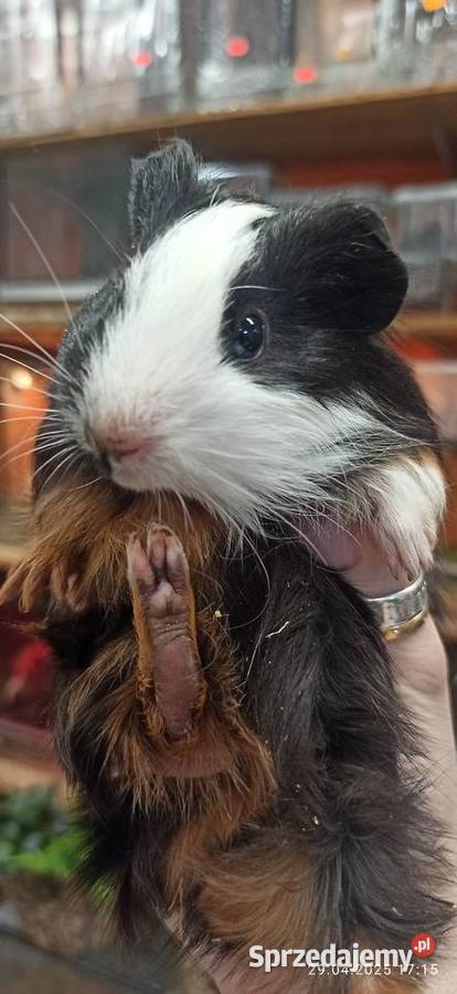 Świnka morska cavia domowa cawia Tarnów