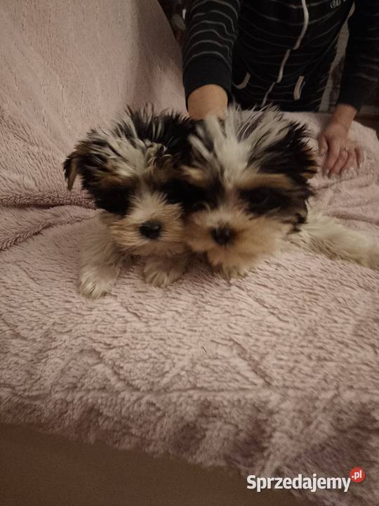 Sprzedam sunie Yorkshire Terrier Bewer zachodniopomorskie