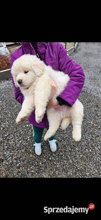 Polski Owczarek Podhalanski szczeniaki podkarpackie Majdan Królewski sprzedam