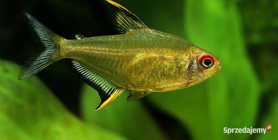 Bystrzyk pięknopłetwy Hyphessobrycon