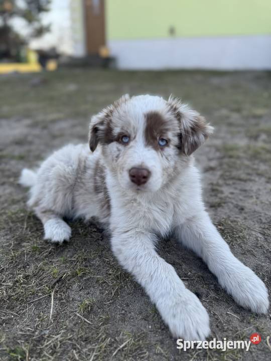 Szczeniaki Border Collie z rodowodem gotowe do Pajęczno