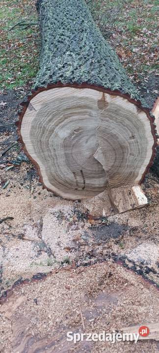 Krążki z drewna dębu Siemkowice