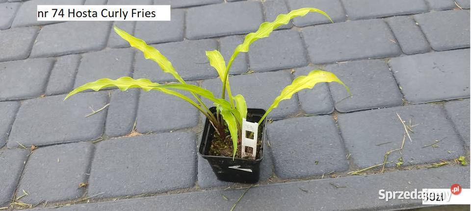 Hosta Stiletto sprzedam