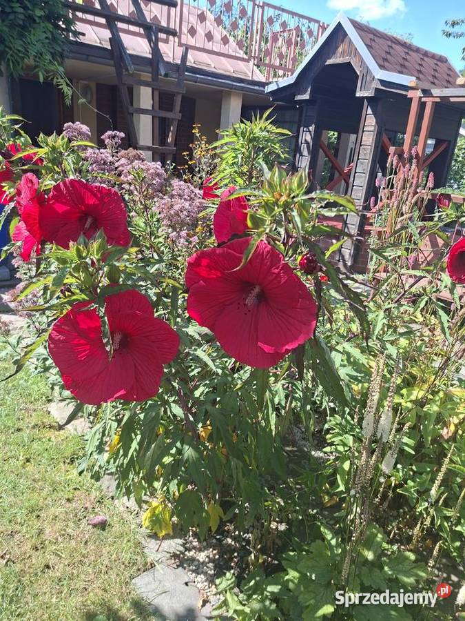 Działka rekreacyjna woda Wrocław