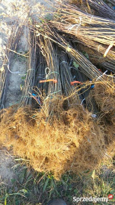 Podkładka pod drzewka M9