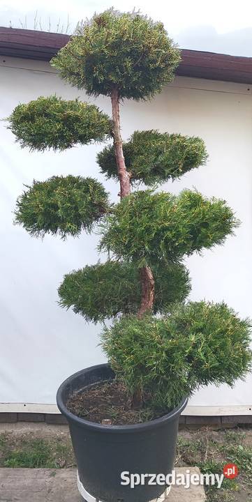 Bonsai Niwaki Jałowiec Kuriwao Gold sprzedam