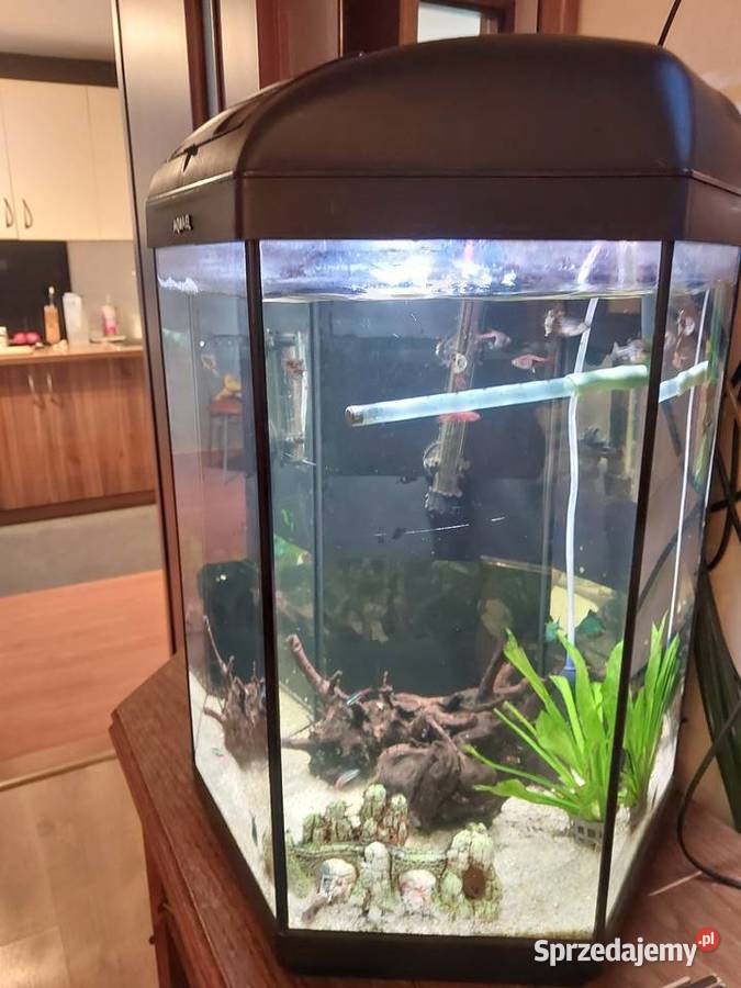 Akwarium 60 l oświetlenie napowietrzacz Mszana Dolna