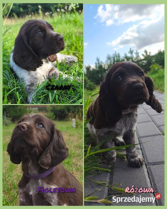 Polski Spaniel Myśliwski Psy Artemidy FCI lubelskie Lublin