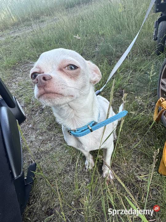 chihuahua XS roczny albinos wabi się gizmo