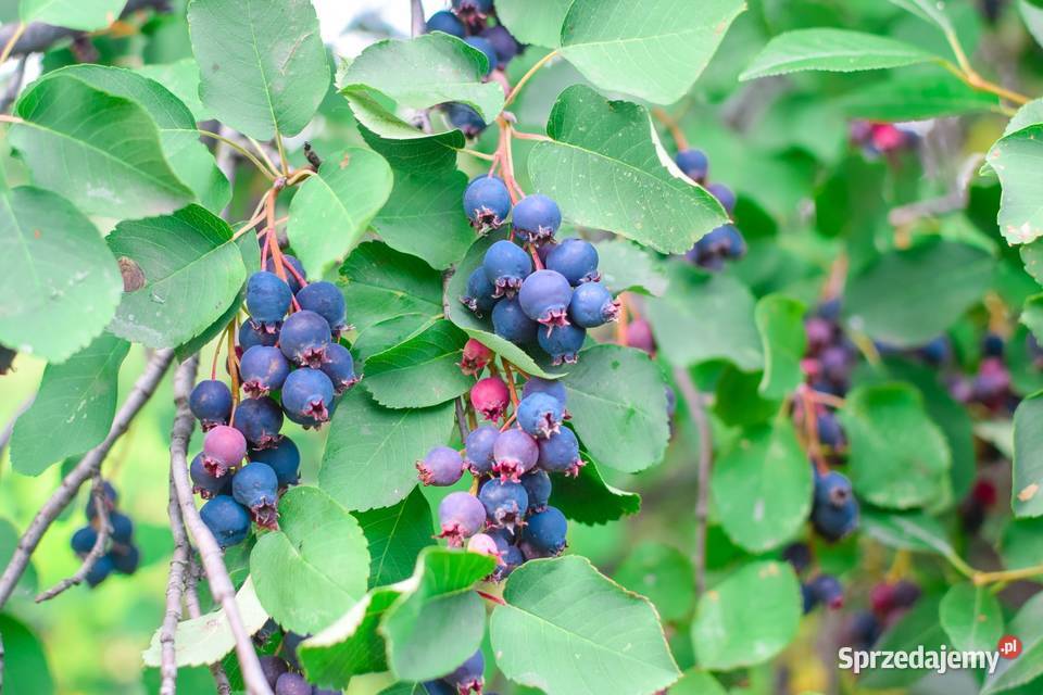 Świdośliwa Bobma witaminowaDuże Sadzonki Z Rzeszów sprzedam