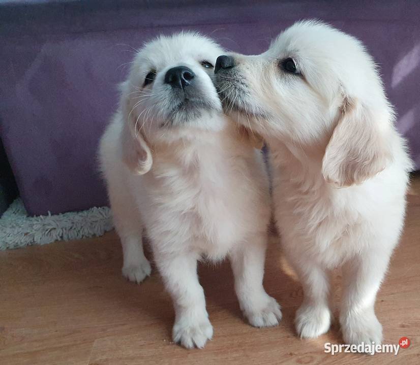ŚLICZNE PIESKI GOLDUSIE Stary Broniszew