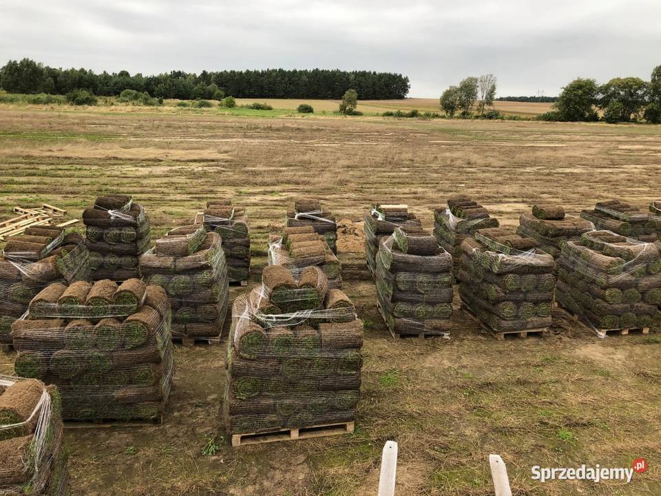 40m trawa w rolce Plantacja Sławno