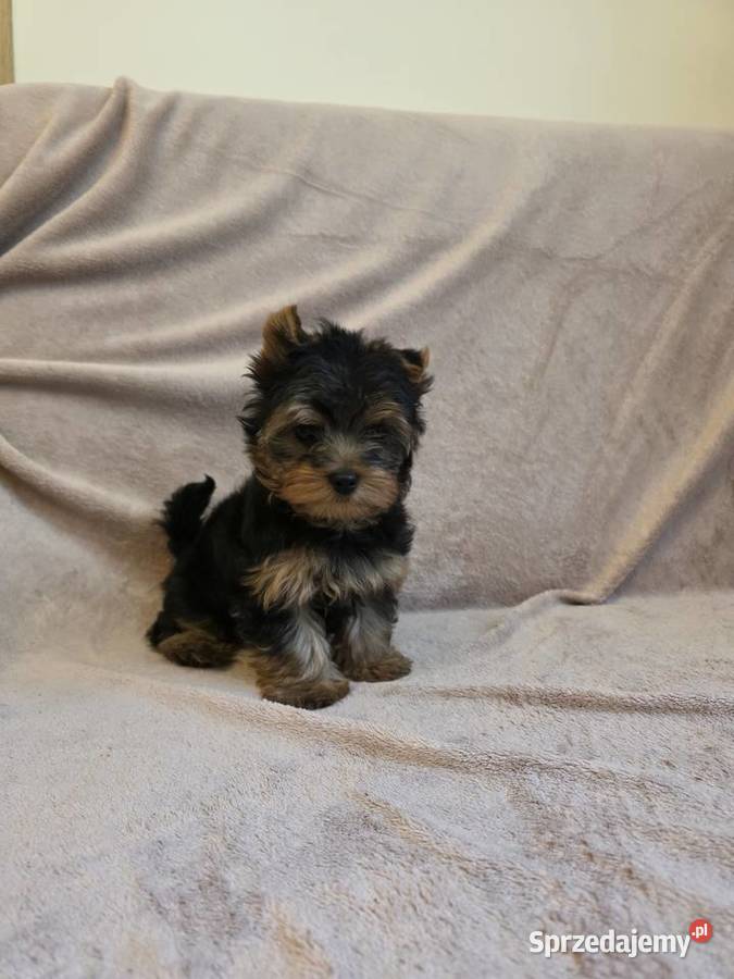 York piesek yorkshire terrier piesek rasy york Pajęczno