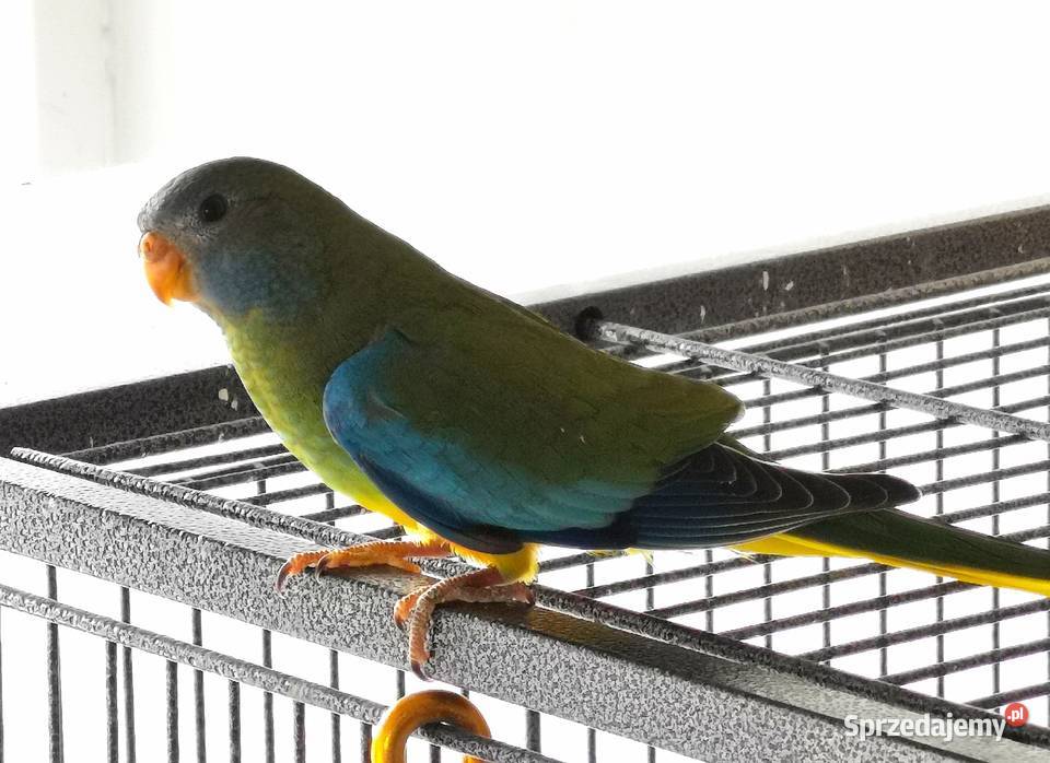 Łąkówki wspaniałe młode standard i niebieskie sprzedam