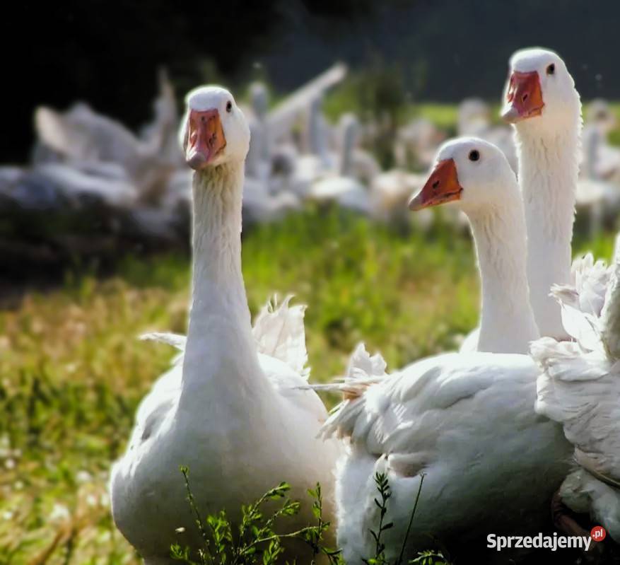 Gęsi i Tuszki Luchowo