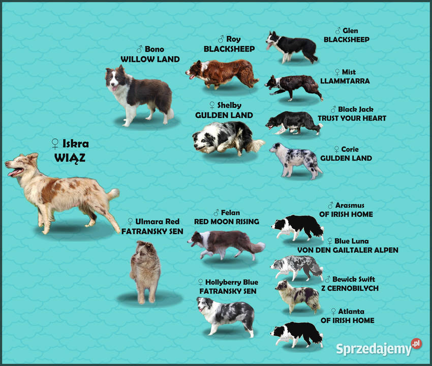 Błyskotliwa rasowa suczka Border Collie z pełną Psy podkarpackie Iwonicz