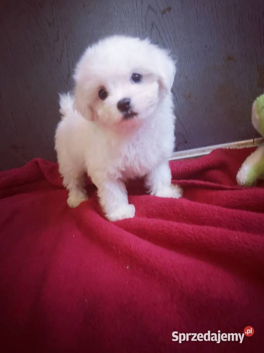 Maltanczyk Przepiękne Szczenięta ODBIÓR Szczecinek