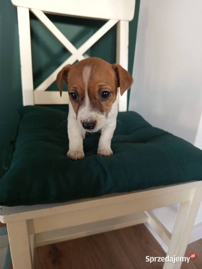 Jack Russell Terrier Kamieńskie Młyny