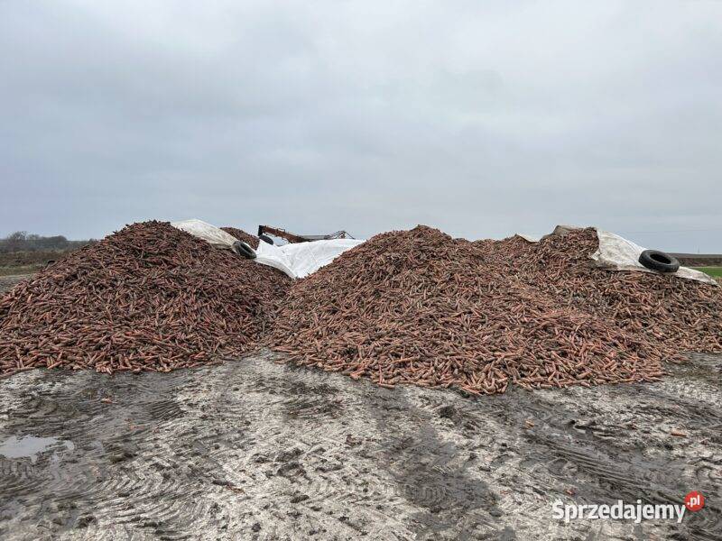 Sprzedam marchew bydła Hodowla bydła lubelskie sprzedam